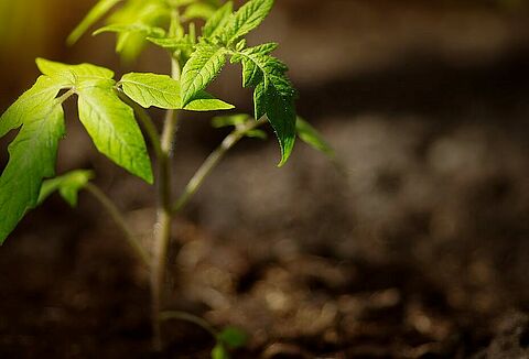 Panoramix ile bitkiniz soğuk stresine direnç kazansın.