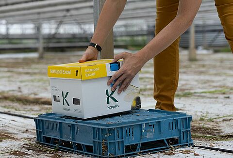 Bombus arısı kovanlarının optimum yerleştirilmesi