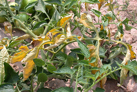 Fusarium solgunluğu