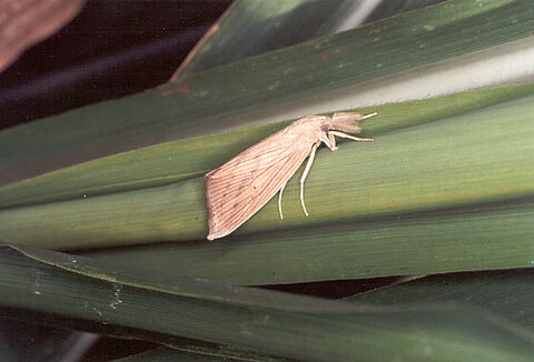 Şeker kamışı kurdu