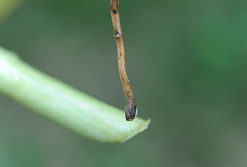 Kabakgillerde siyah kök çürüklüğü