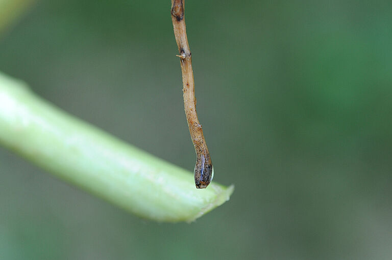Damage caused by Black root rot of cucumber Phomopsis sclerotioides