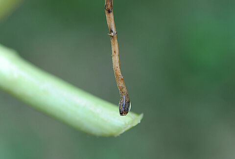 Kabakgillerde siyah kök çürüklüğü