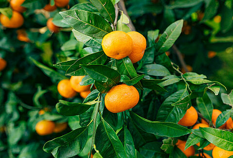 Mandalina