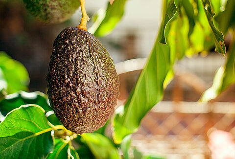 Avokado
