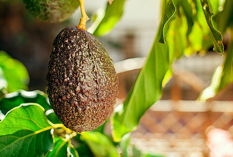 Avokado