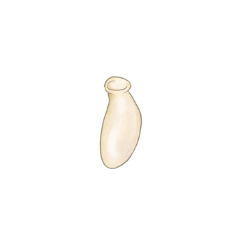 Orius laevigatus yumurtası