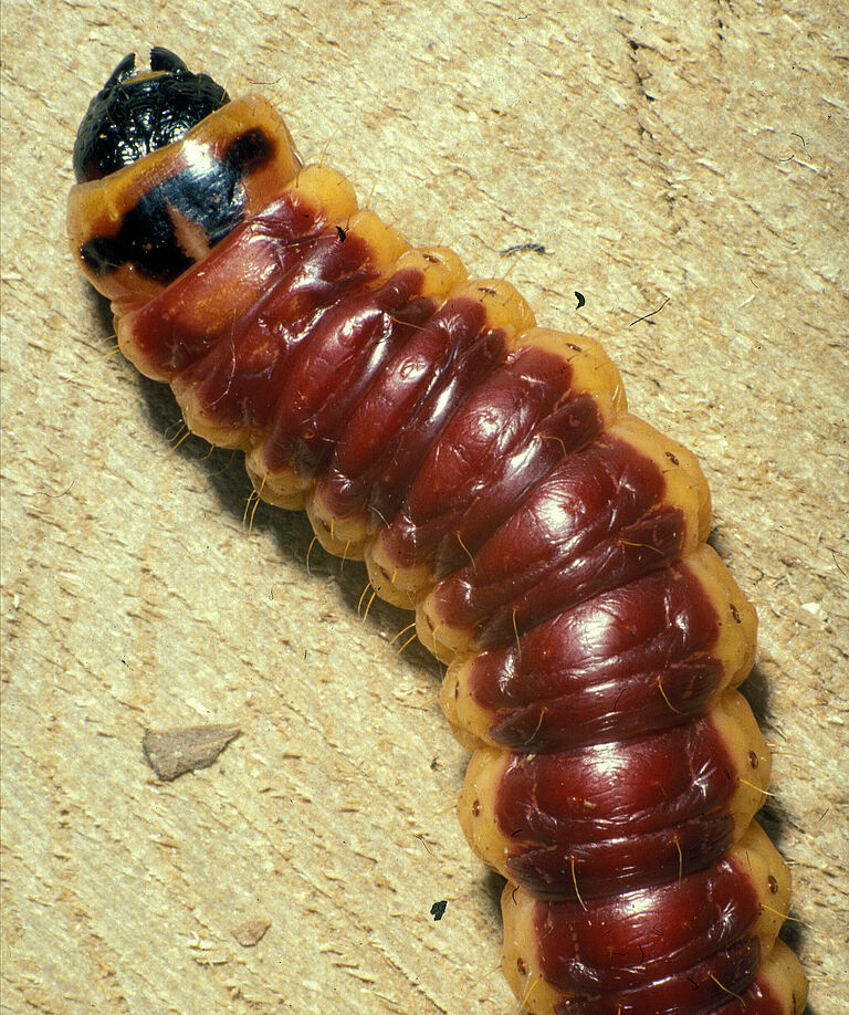 Carpenter moth Cossus cossus