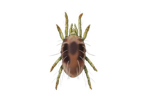 Örümcek akarları ve diğer akarlar