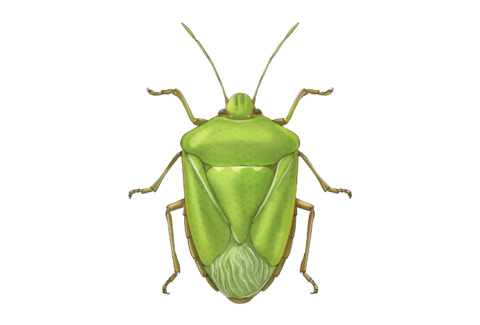 Böcekler