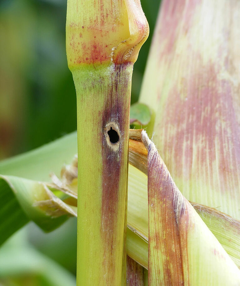Damage caused by the European maize borer Ostrinia nubilalis