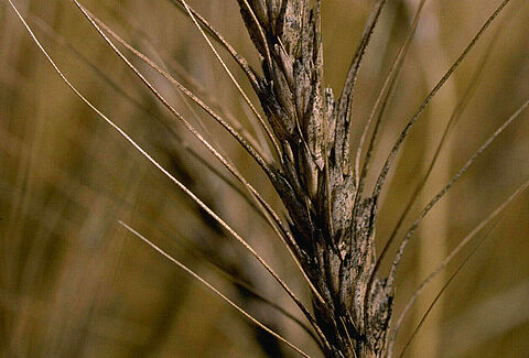Fusarium başak yanıklığı veya uyuzu