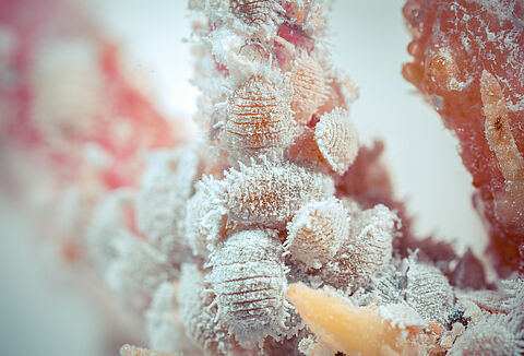 Turunçgil unlu biti