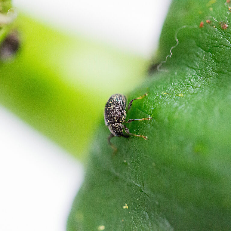 Pepper weevil Anthonomus eugenii adult beetle in pepper crop