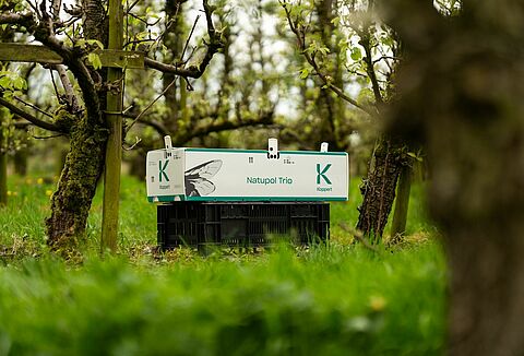 Dış mekan bitkileri tozlaşma tavsiyesi