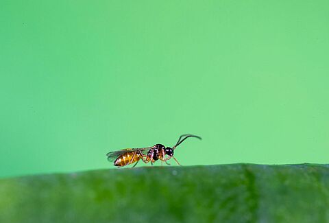 Aphidius colemani