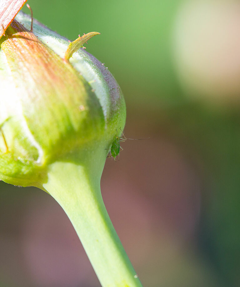 Rose aphid Macrosiphum rosae