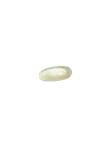 Tomato leaf miner Liriomyza bryoniae egg