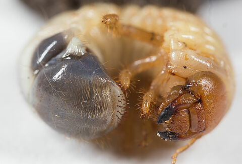 Küçük gül böceği