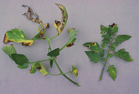 Domateste bakteriyel kanser