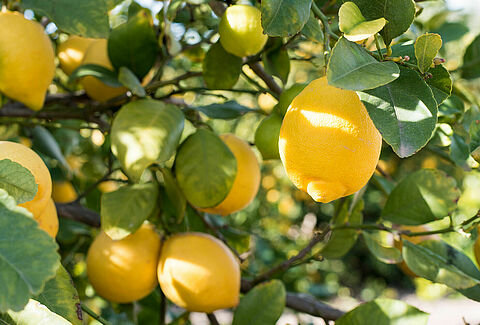 Limon