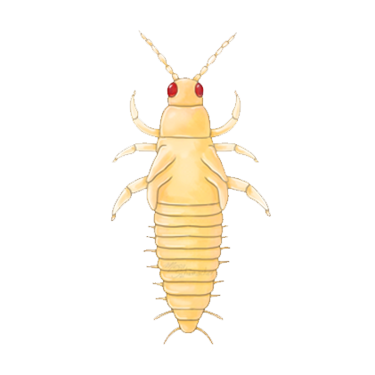 Frankliniella occidentalis prepupa