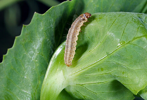 Bezelye kapsül kurdu