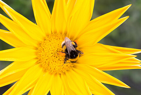 Bombus arıları sıcaktan nasıl korunur?
