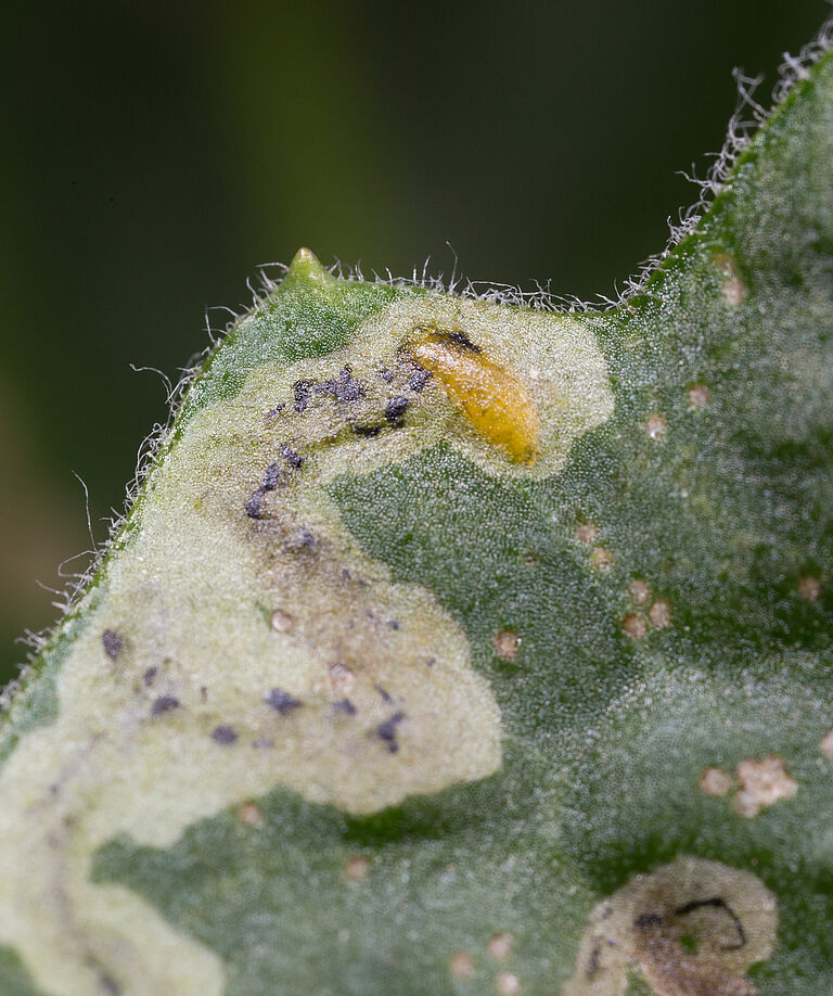 Pupa of the American serpentine leafminer Liriomyza trifolii