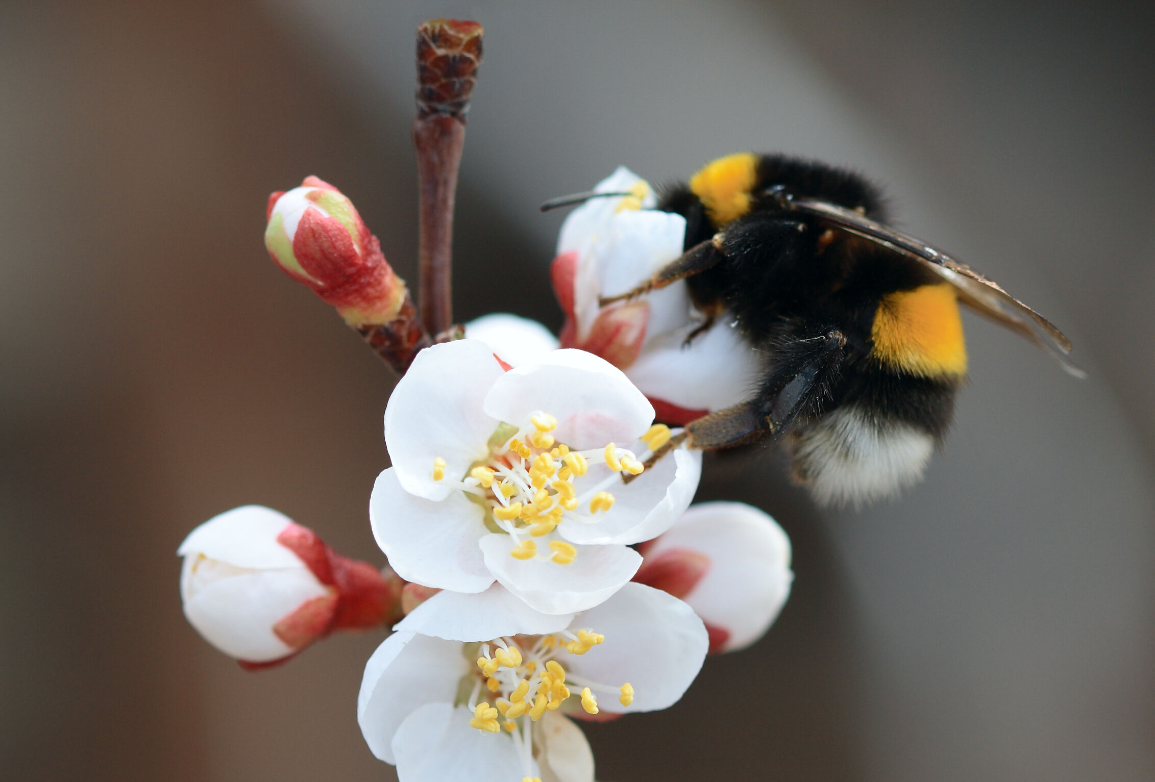 Açık alanda tozlaşmayı ehline emanet edin: Natupol Booster