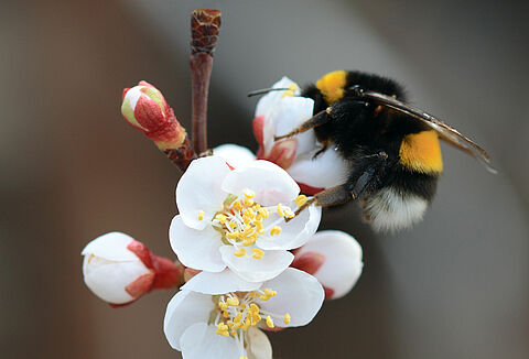 Açık alanda tozlaşmayı ehline emanet edin: Natupol Booster