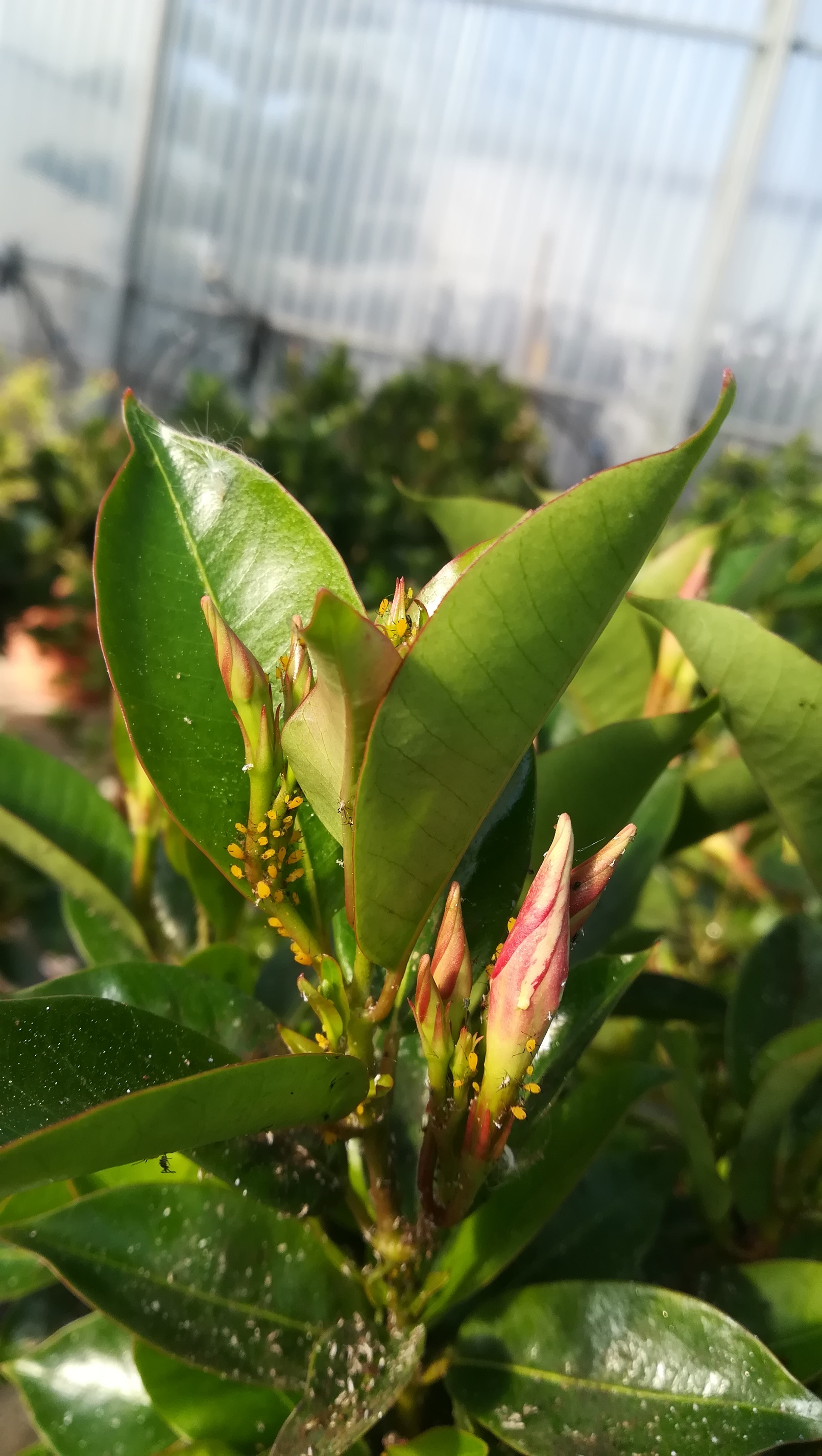 Dipladenia plant infected by Oleander aphid Aphis nerii