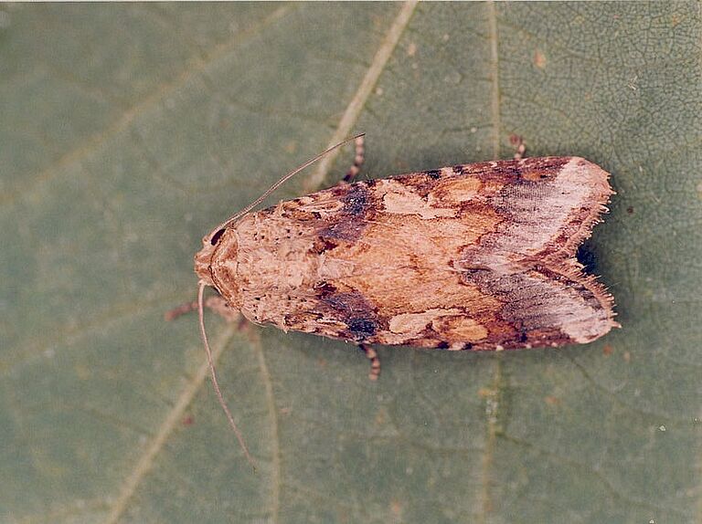 Adult male of the Armyworm Spodoptera cosmioides