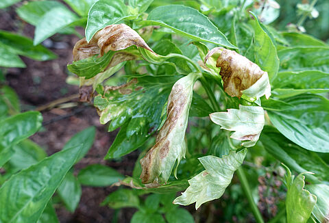 Erken yaprak yanıklığı