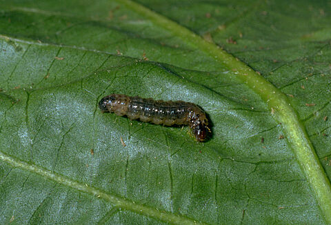 Avrupa biber güvesi