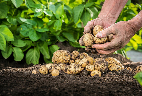 Patates