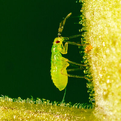 Nesidiocoris tenuis nimf