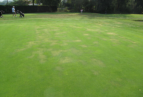 Fide kök çürüklüğü