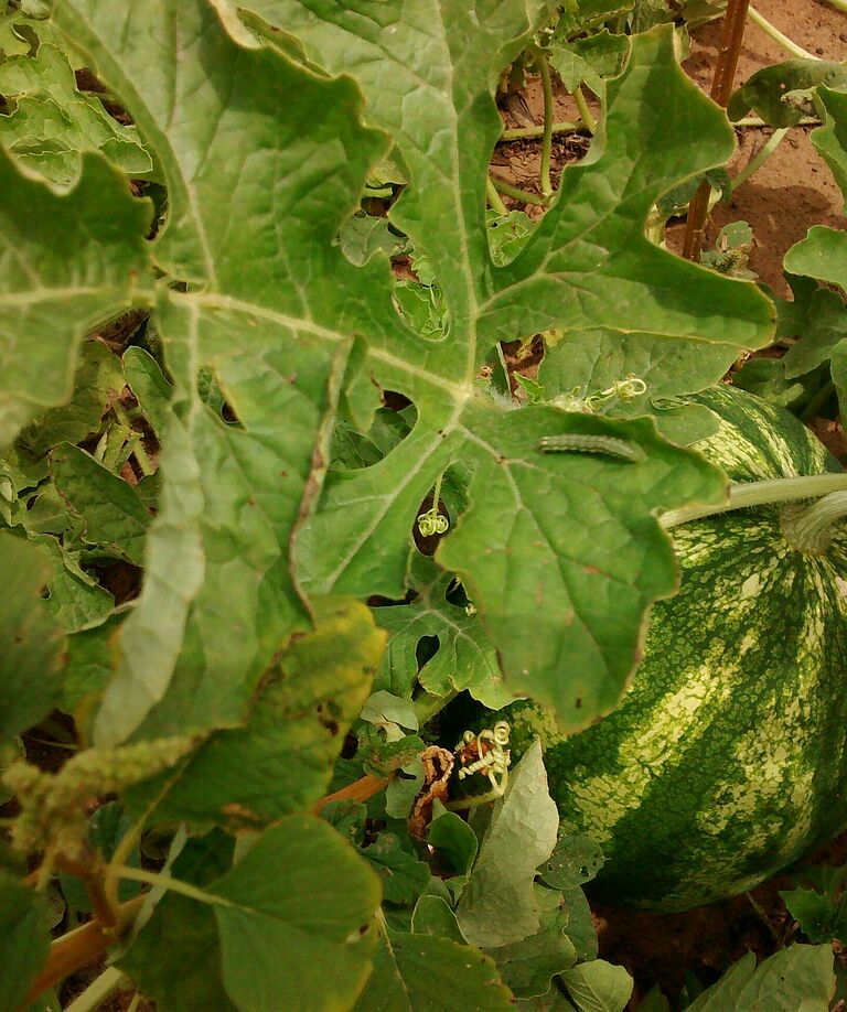 Watermelon damage caused by the Cotton bollworm Helicoverpa armigera