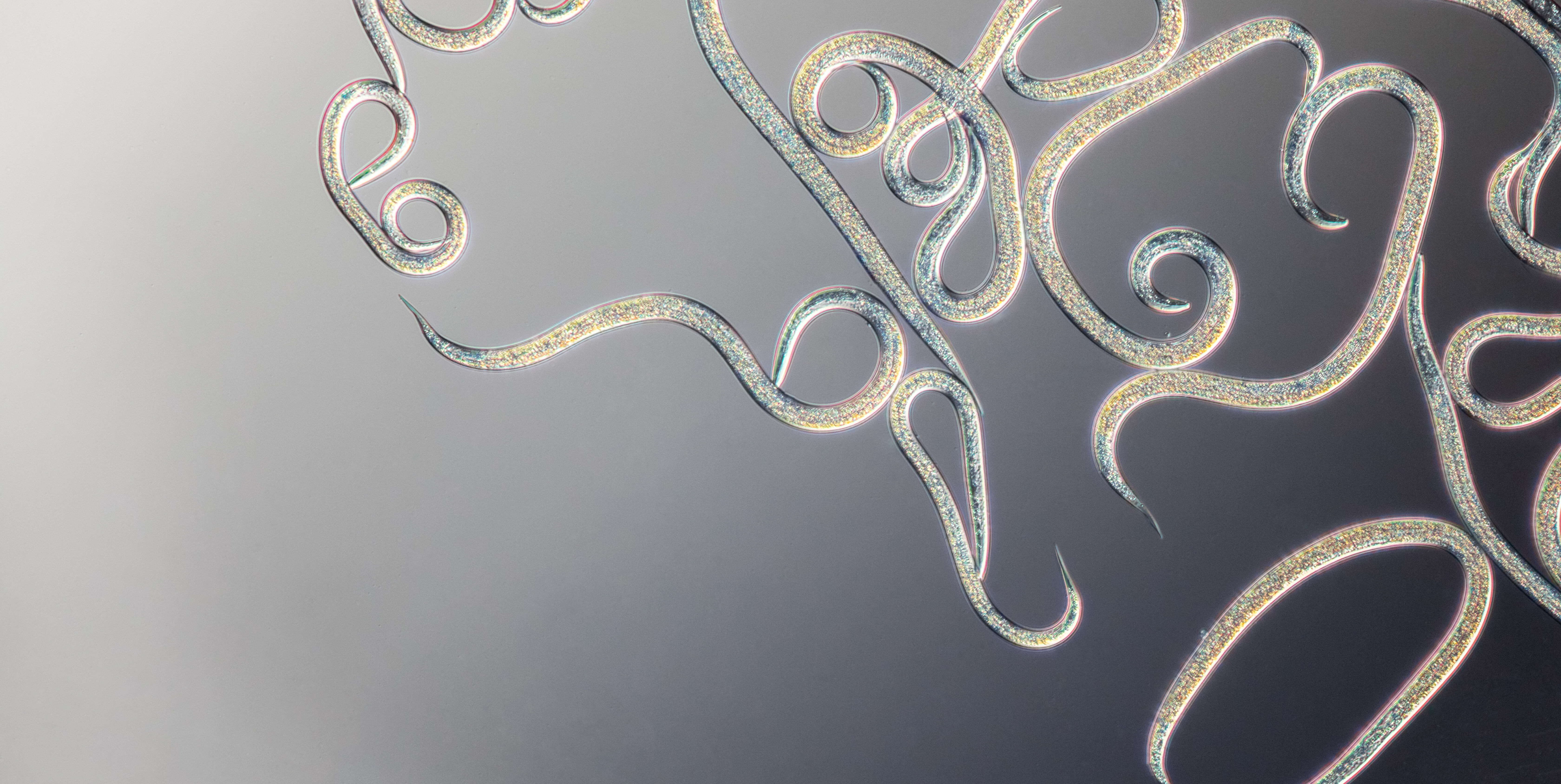 Nematodlar hakkında sıkça sorulan sorular