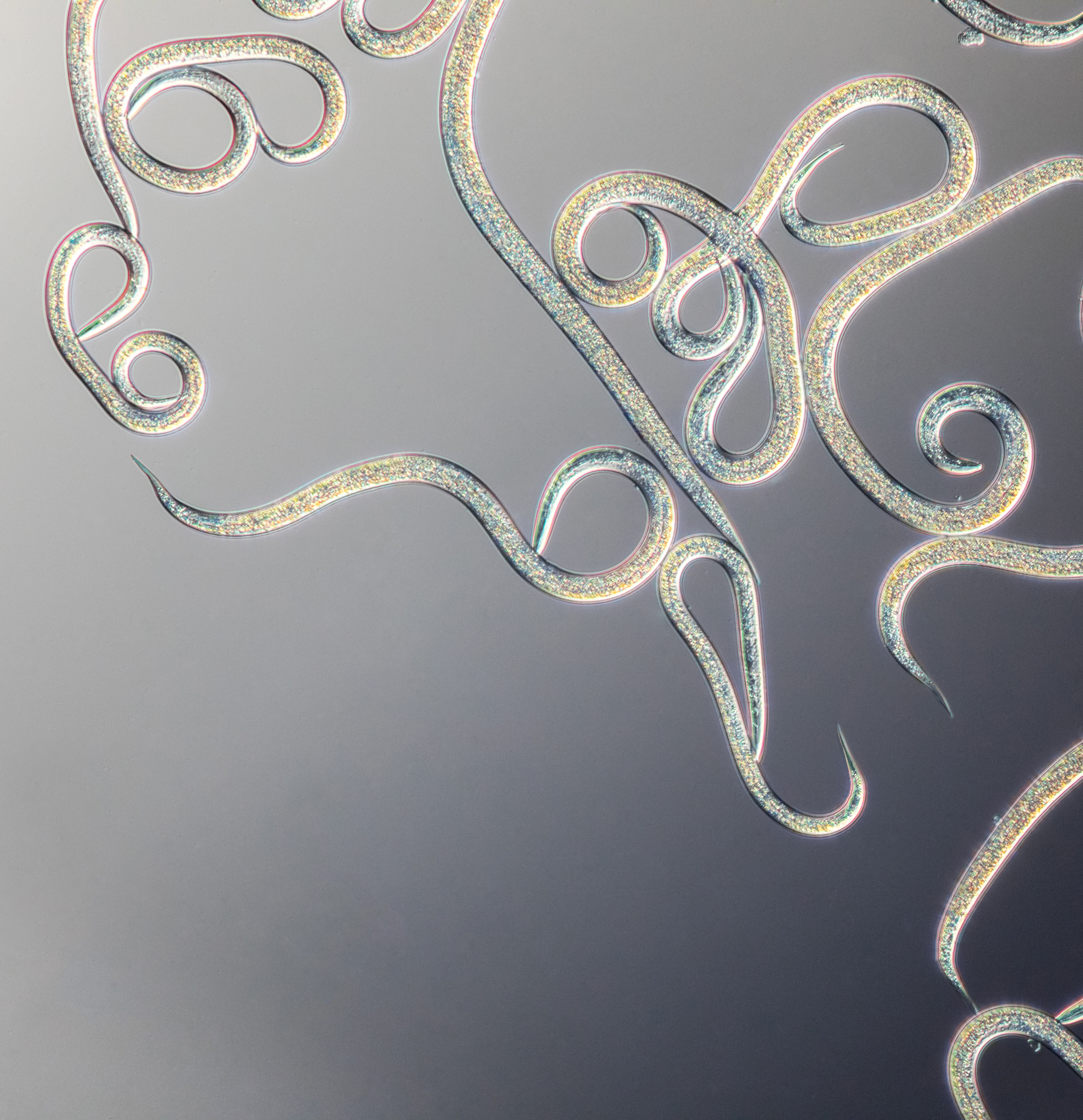 Nematodlar hakkında sıkça sorulan sorular