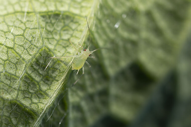 Geranium aphid Acyrthosiphon malvae rogersii