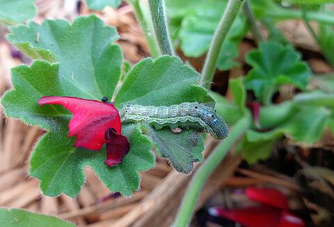 Tütün kapsül kurdu