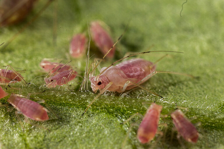 Potato aphid Macrosiphum euphorbiae