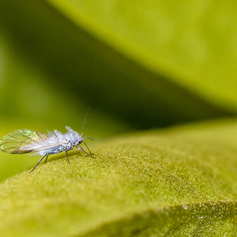 Woolly aphid Eriosoma lanigerum