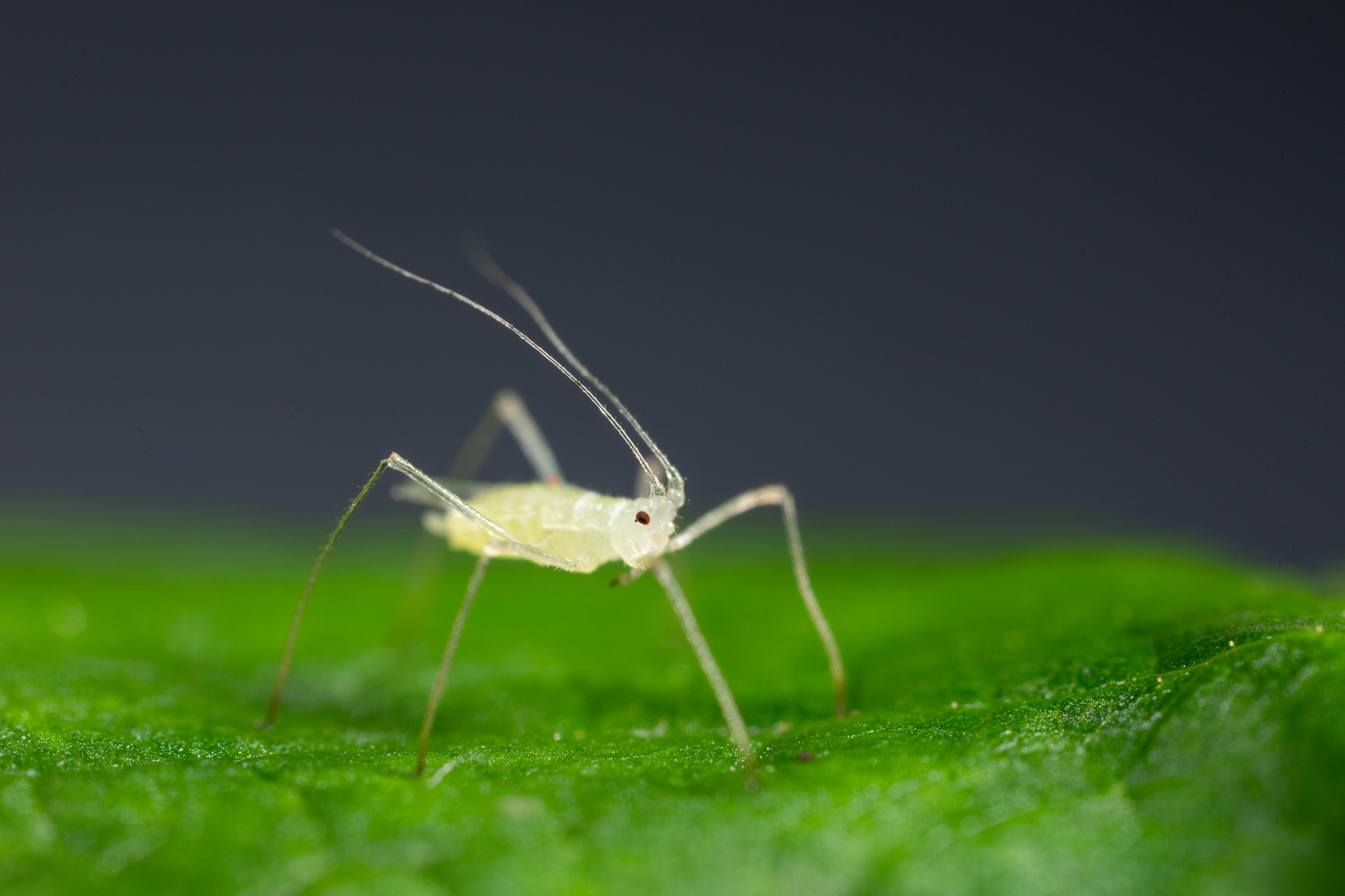 Büyük ahududu yaprak biti