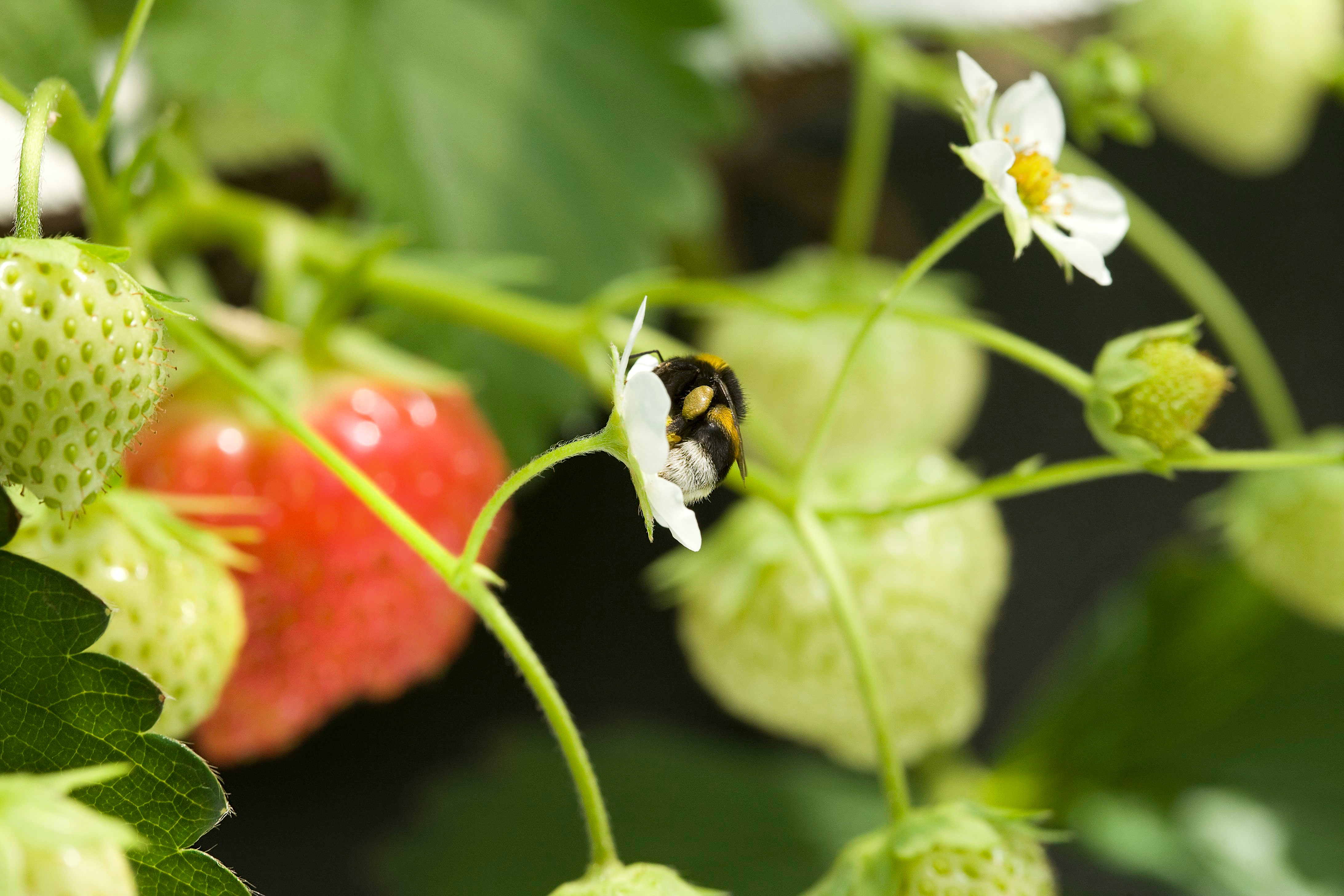 Bombus arısı sokmaları